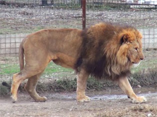 Safari Park taigan oroszlánok Krím