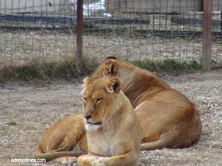 Safari Park taigan oroszlánok Krím