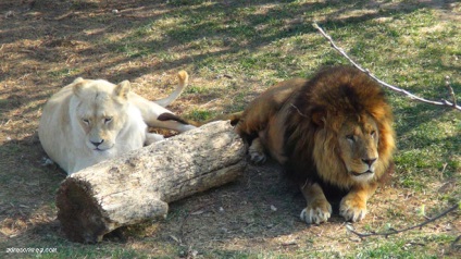 Safari Park taigan oroszlánok Krím