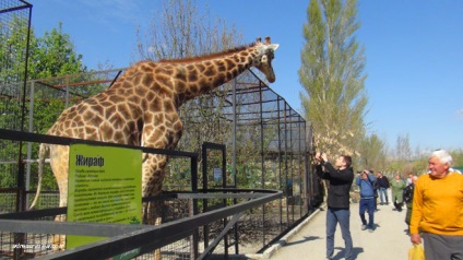 Safari Park taigan oroszlánok Krím