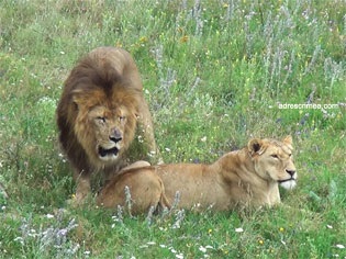 Safari Park taigan oroszlánok a Krímben (get) Safari Park taigan oroszlánok Krím