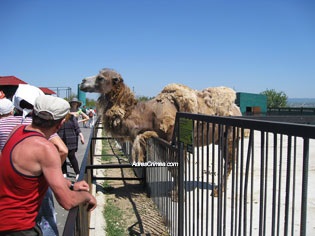 Safari Park taigan oroszlánok Krím