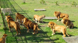 Safari Park taigan oroszlánok Krím