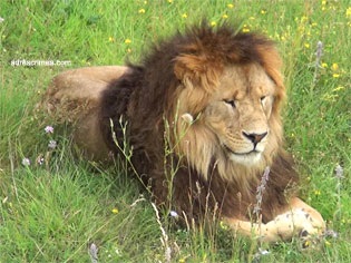 Safari Park taigan oroszlánok Krím