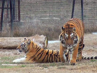 Safari Park taigan oroszlánok Krím