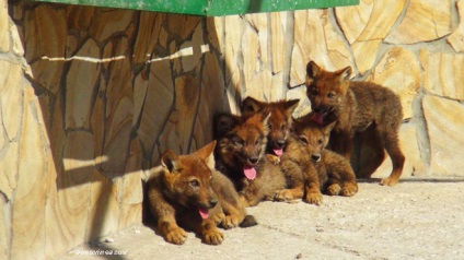 Safari Park taigan oroszlánok Krím