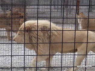 Safari Park taigan oroszlánok a Krímben (cím) Safari Park taigan oroszlánok Krím