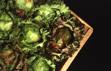 Vegyes saláta - egy lázadás az ízek, illatok és színek, saláták Belaya Dacha