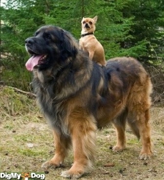 A legnagyobb kutya a világon felső - 15
