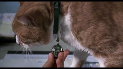 A leghíresebb filmek, amelyek vörös macska