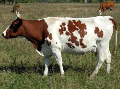 A legtöbb tejtermék fajtájú tehenek, fotó fekete-fehér fajta tehén, Holstein tehén holmogorskaja,