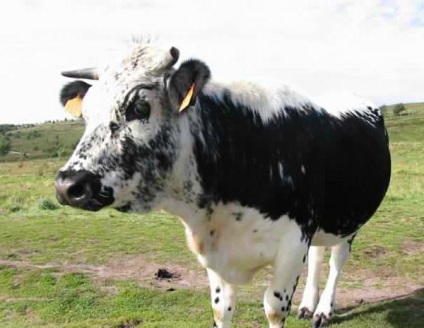 A legtöbb tejtermék fajtájú tehenek, fotó fekete-fehér fajta tehén, Holstein tehén holmogorskaja,