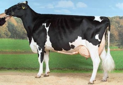 A legtöbb tejtermék fajtájú tehenek, fotó fekete-fehér fajta tehén, Holstein tehén holmogorskaja,