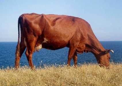 A legtöbb tejtermék fajtájú tehenek, fotó fekete-fehér fajta tehén, Holstein tehén holmogorskaja,