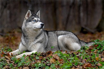 A legveszélyesebb és potenciálisan agresszív kutya a világon (fotók)