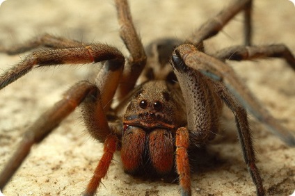 A legtöbb mérges pókok a világon