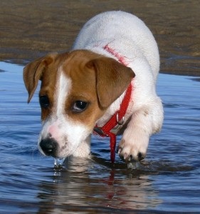 Schenk Dzhek Rassel terrier képzés, oktatás, etetés képek (oktatás) Schenk Dzhek Rassel terrier képzés, oktatás, etetés fotó