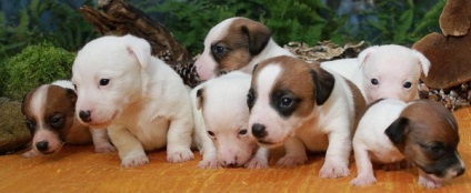 Schenk Dzhek Rassel terrier képzés, oktatás, etetés képek (Russell) Schenk Dzhek Rassel terrier képzés, oktatás, etetés fotó