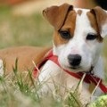 Schenk Dzhek Rassel terrier képzés, oktatás, etetés képek (etetés) Schenk Dzhek Rassel terrier képzés, oktatás, etetés fotó