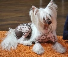 Schenk Dzhek Rassel terrier képzés, oktatás, etetés képek (képzés) Schenk Dzhek Rassel terrier képzés, oktatás, etetés fotó