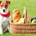 Schenk Dzhek Rassel terrier képzés, oktatás, etetés képek (képzés) Schenk Dzhek Rassel terrier képzés, oktatás, etetés fotó