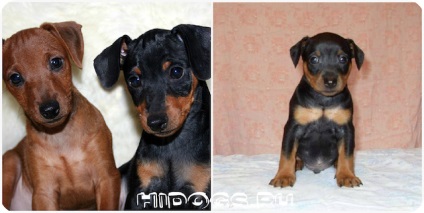Kölykök zwergpinscher szól miniature pinscher kölykök, táplálkozási szokásait (fotó) (törpe) Kölykök zwergpinscher szól miniature pinscher kölykök, táplálkozási szokásait (fotó)