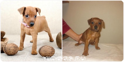 Kölykök zwergpinscher szól miniature pinscher kölykök, táplálkozási szokásait (fotó) (kölykök) Kölykök zwergpinscher szól miniature pinscher kölykök, táplálkozási szokásait (fotó)