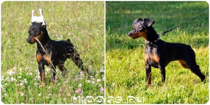 Kölykök zwergpinscher szól miniature pinscher kölykök, táplálkozási szokásait (fotó) (törpe) Kölykök zwergpinscher szól miniature pinscher kölykök, táplálkozási szokásait (fotó)