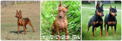 Kölykök zwergpinscher szól miniature pinscher kölykök, táplálkozási szokásait (fotó) (törpe) Kölykök zwergpinscher szól miniature pinscher kölykök, táplálkozási szokásait (fotó)