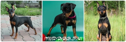 Kölykök zwergpinscher szól miniature pinscher kölykök, táplálkozási szokásait (fotó) (zwergpinscher) Kölykök zwergpinscher szól miniature pinscher kölykök, táplálkozási szokásait (fotó)