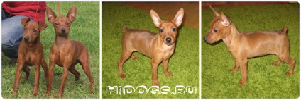 Kölykök zwergpinscher szól miniature pinscher kölykök, táplálkozási szokásait (fotó) (Pinscher) Kölykök zwergpinscher szól miniature pinscher kölykök, táplálkozási szokásait (fotó)