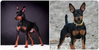 Kölykök zwergpinscher szól miniature pinscher kölykök, táplálkozási szokásait (fotó) (Pinscher) Kölykök zwergpinscher szól miniature pinscher kölykök, táplálkozási szokásait (fotó)