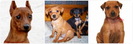 Kölykök zwergpinscher szól miniature pinscher kölykök, táplálkozási szokásait (fotó) (zwergpinscher) Kölykök zwergpinscher szól miniature pinscher kölykök, táplálkozási szokásait (fotó)