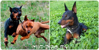 Kölykök zwergpinscher szól miniature pinscher kölykök, táplálkozási szokásait (fotó) (zwergpinscher) Kölykök zwergpinscher szól miniature pinscher kölykök, táplálkozási szokásait (fotó)