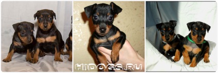 Kölykök zwergpinscher szól miniature pinscher kölykök, táplálkozási szokásait (fotó) (kölykök) Kölykök zwergpinscher szól miniature pinscher kölykök, táplálkozási szokásait (fotó)