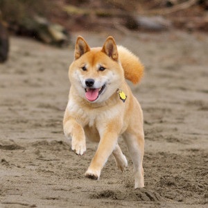 Shiba Inu - Japán vadászat kutyák
