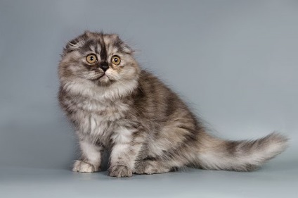 Skót Longhair - macskák mutatnak