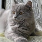 Skót pryamouhie Longhair (50 fotó) Scottish fold kitten, tenyészteni Highland