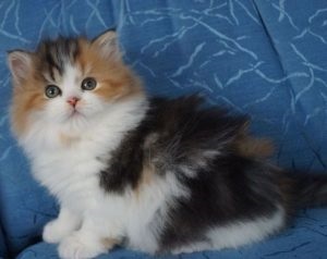 Skót pryamouhie Longhair (50 fotó) Scottish fold kitten, tenyészteni Highland