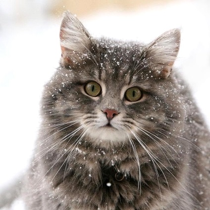 Szibériai macska - a macska a nap - blogok