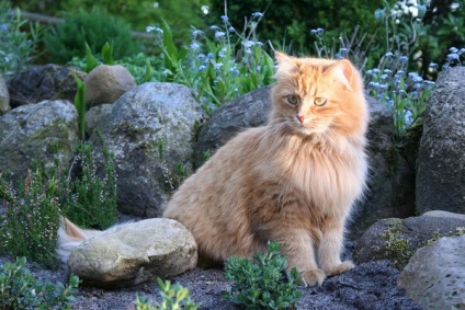 Szibériai macska - a macska a nap - blogok