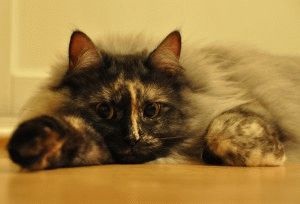 Szibériai macska - a leírás, fényképek, képességgel, ár, helyén „bögre”