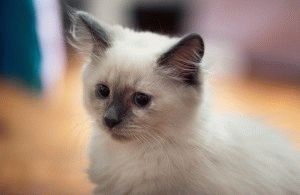 Szibériai macska - a leírás, fényképek, képességgel, ár, helyén „bögre”