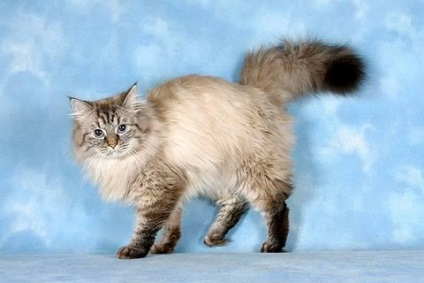 Szibériai macska - a zord külső és független