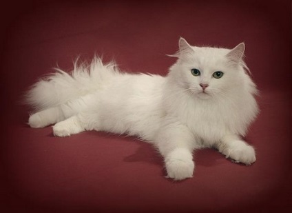 Szibériai macska - a zord külső és független