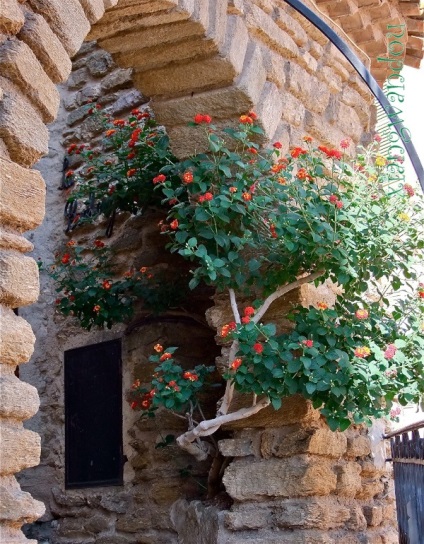 Mesés provence város Bormes-les-mimóza