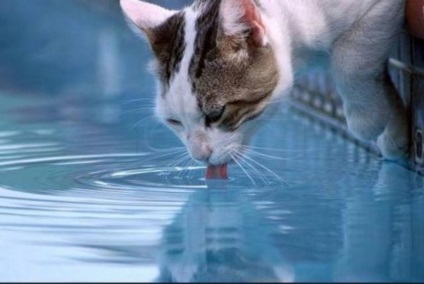 Mennyi vizet kell naponta macska