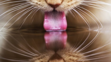Mennyi vizet kell naponta macska