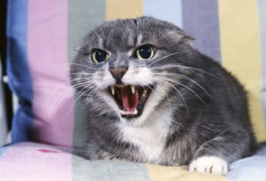 Halálos veszettség macskák tünetek, okok és megelőzés