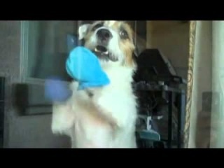 A kutya, amely képes arra, hogy tegyenek meg mindent a házimunkát - videó, néz online, töltse le a klip egy kutya